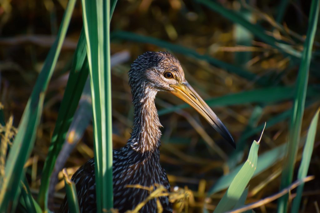 limpkin at sweetwater wetlands