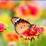 Butterfly on a flower