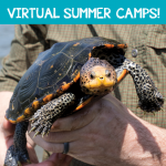 Virtual Summer Camps