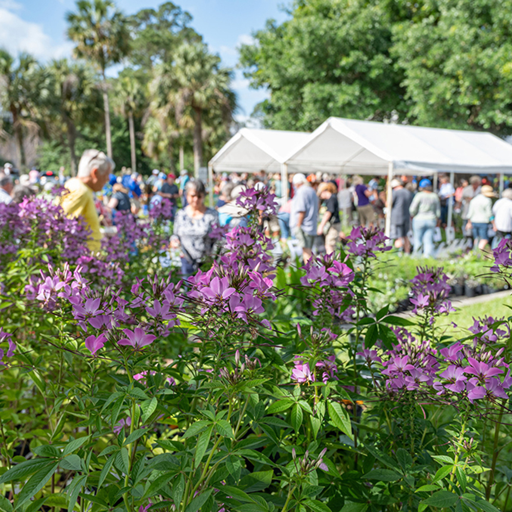 Don’t miss the fall plant sale at the Florida Museum UF At Work