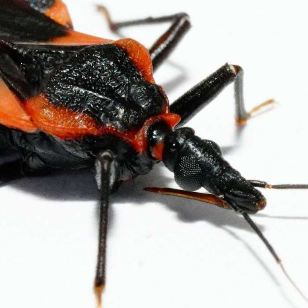 Racing To Diagnose Chagas Disease A Silent Killer In Florida Uf At Work 6258