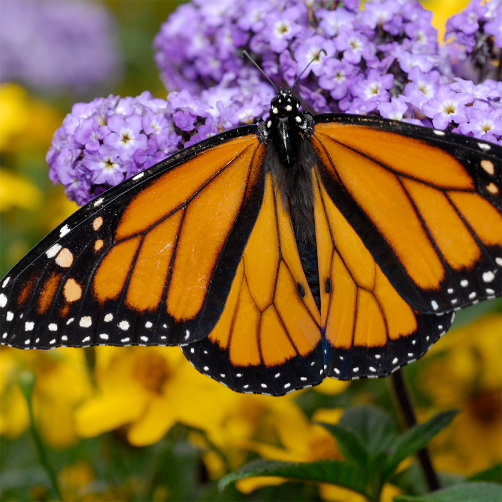 Brewing beer for butterflies – UF At Work