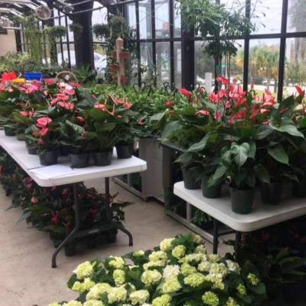 Spruce up your garden with plant sale UF At Work