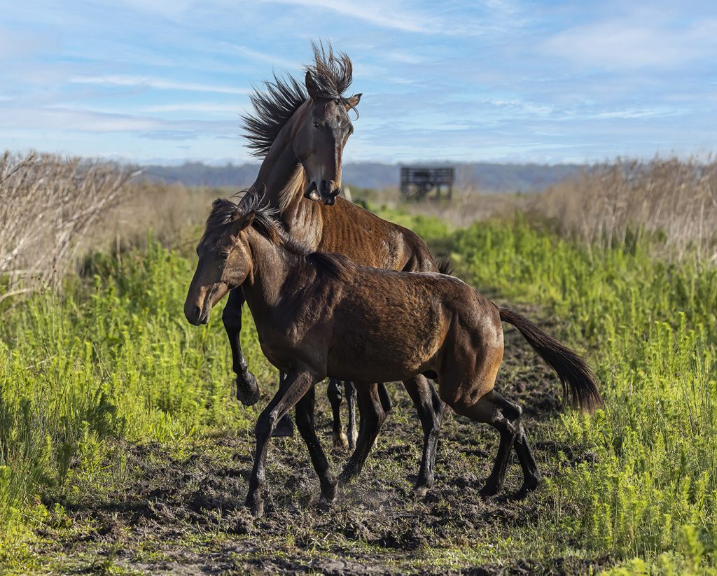 Two dark brown horses shown playing in the open field at Paynes Prairie State Park.