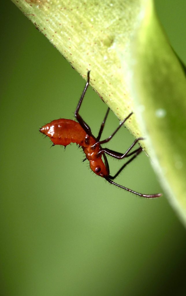 close up of red bug