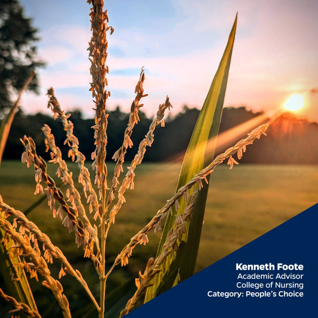 image of plant at sunset