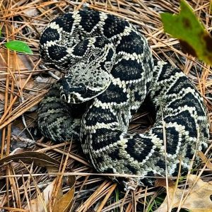 Lessons learned from 20 years of snakebites