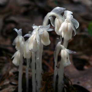 Spooky natural history